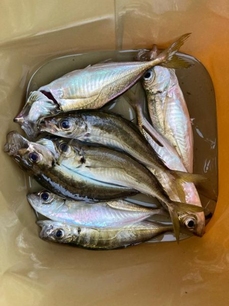 朝マズメのアジ狙いで8匹GET