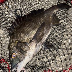 ヘチってきました