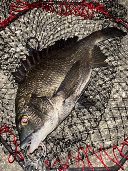 ヘチってきました