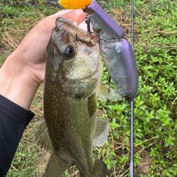 淀川タイニーフィッシュ