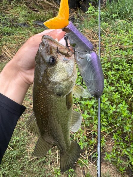 淀川タイニーフィッシュ