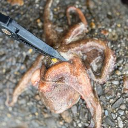 今季初タコ調査