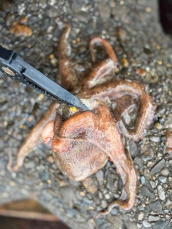 今季初タコ調査