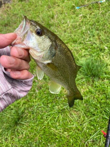 いよいよ夏本番のタフレイク