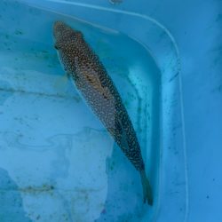 ショウサイフグ/カットウ