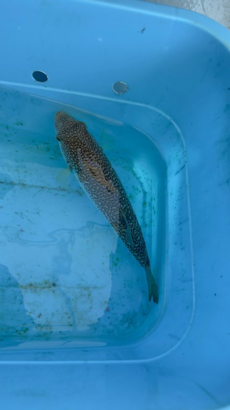 ショウサイフグ/カットウ