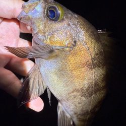 久しぶりの爆釣メバリング