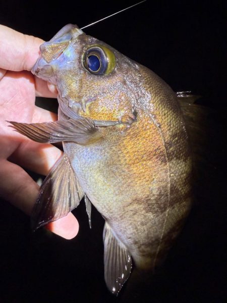 久しぶりの爆釣メバリング