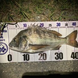 ナイトチニング