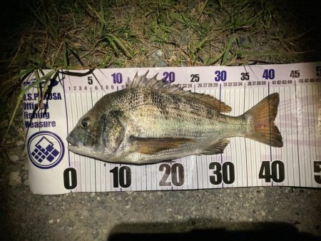 ナイトチニング