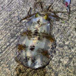 春アオリイカ5回目