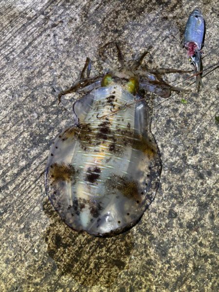 春アオリイカ5回目