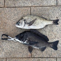 雨上がりのエビ撒き