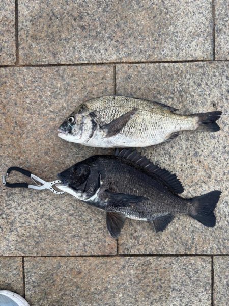 雨上がりのエビ撒き