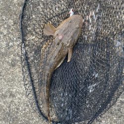 エギングのついで