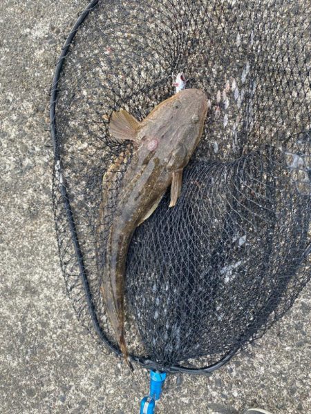 エギングのついで