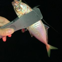 風裏でマアジ爆釣