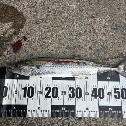 マイクロベイト