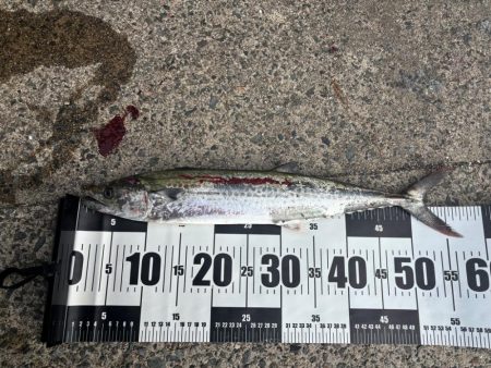 マイクロベイト