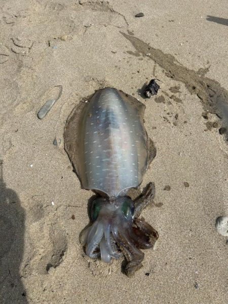 サイトエギング？