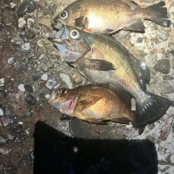 東二見メバル21