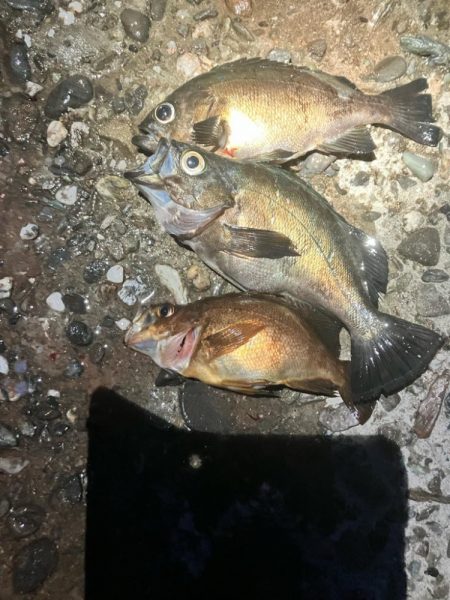 東二見メバル21