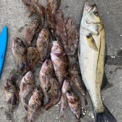 ロックフィッシング　楽しめました