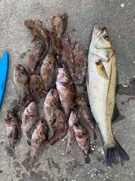 ロックフィッシング　楽しめました