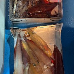 越前イカメタル釣行