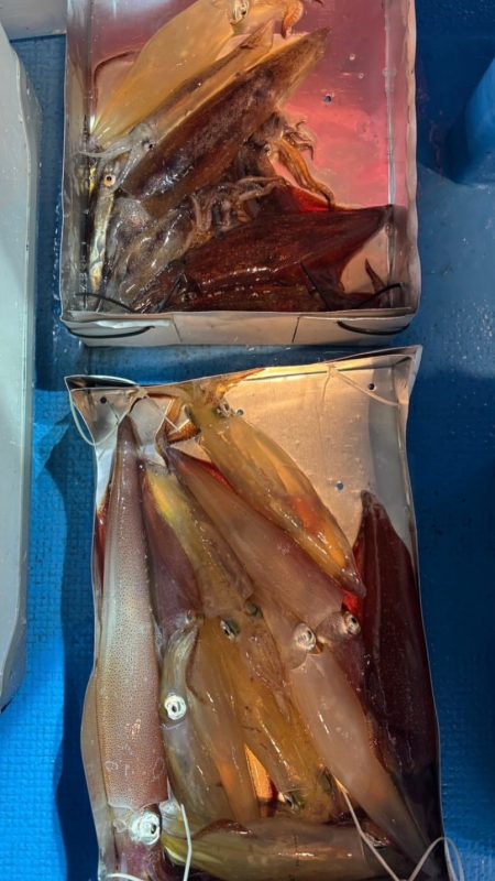 越前イカメタル釣行