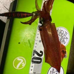 ケンサキエギング