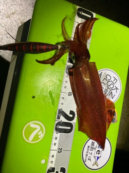 ケンサキエギング