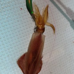 シーズン初イカ