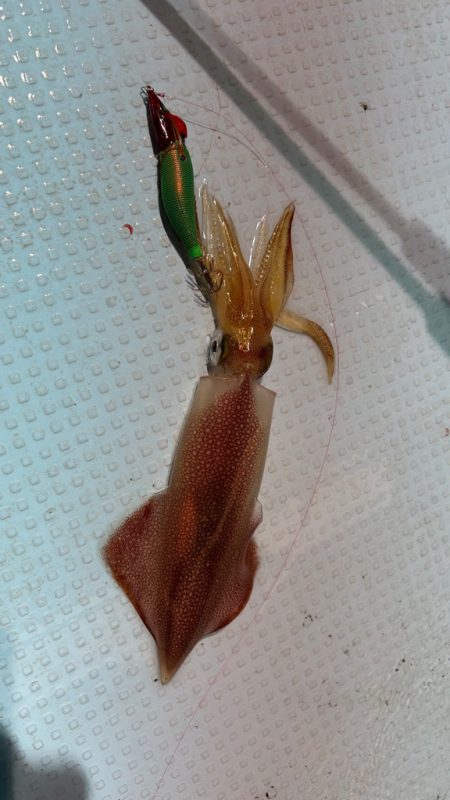 シーズン初イカ