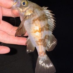 若潮メバリング