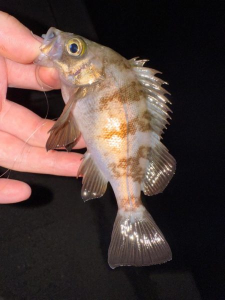 若潮メバリング