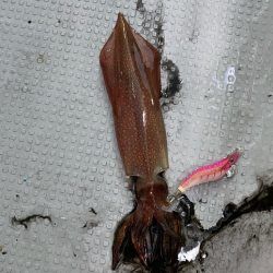 シーズン2回目イカメタル