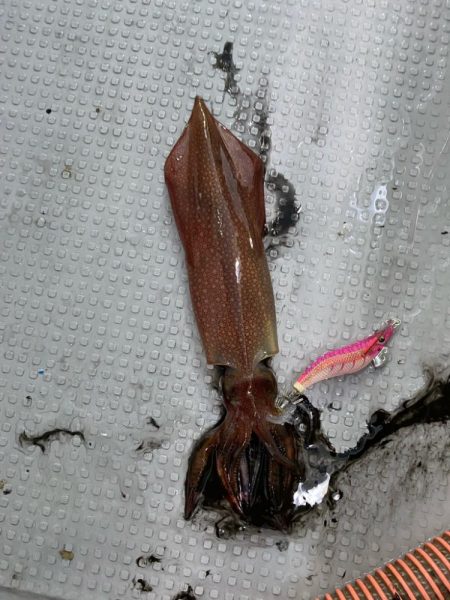 シーズン2回目イカメタル