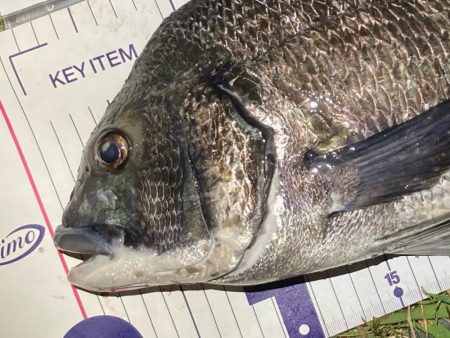 ナイトチニング