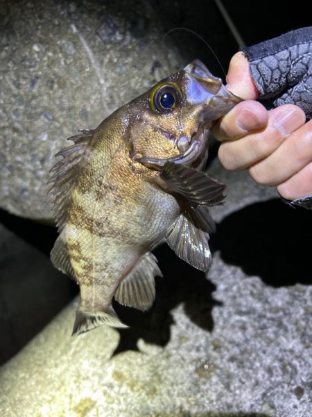 忘れ物してもメバル