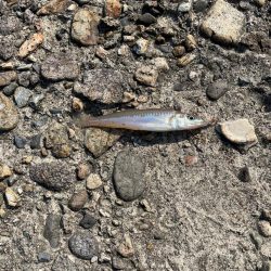 ちょい投げキス好調