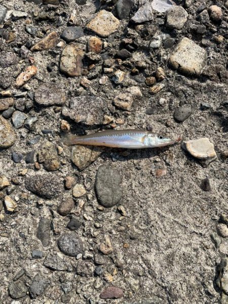 ちょい投げキス好調