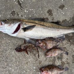 エビ撒きでガシラ、セイゴ釣れました