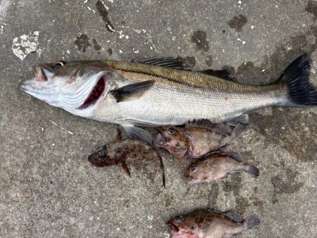 エビ撒きでガシラ、セイゴ釣れました