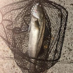 前日に続いてのバチシーバス