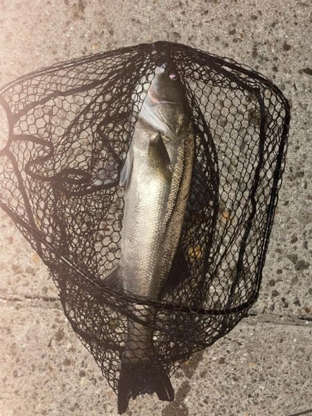 前日に続いてのバチシーバス