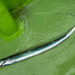 走水沖、天秤タチウオ