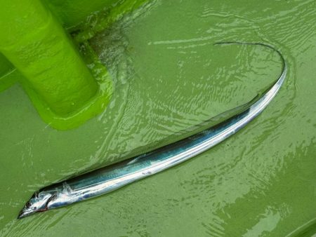 走水沖、天秤タチウオ