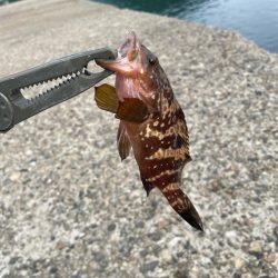 根魚マンション発見