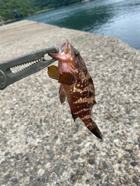 根魚マンション発見